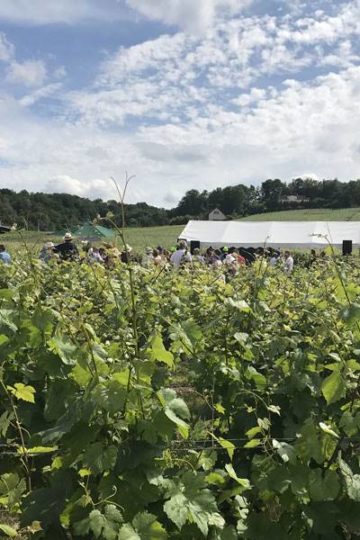 wijngaard met op de achtergrond een witte luifel en mensen die de escapade lopen