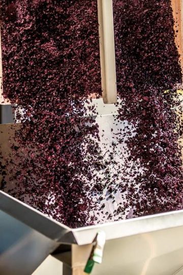 druiven die in een pressoir worden gedaan