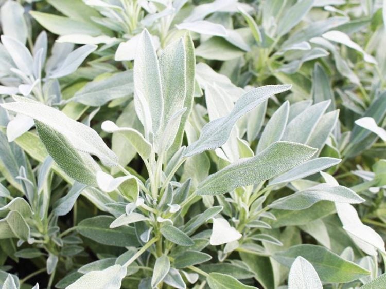 salieblaadjes aan de plant