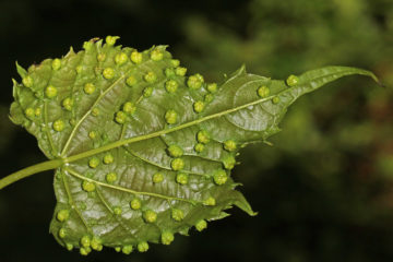 blad van de druivenplant met phylloxera