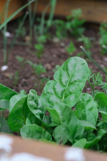 plantenbak met verschillende kruiden, zoals dragon