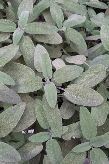 salie plant