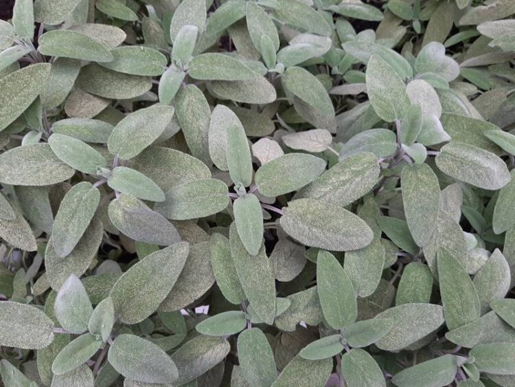 salie plant